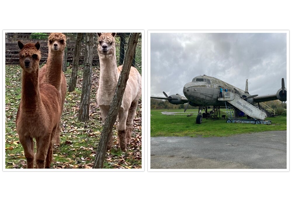 Op deze foto 2 alpacas en het vliegtuig wrak van zweefcentrum de Phoenix in Geraardsbergen